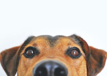 eyecare tips for pets