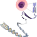 Protein Synthesis