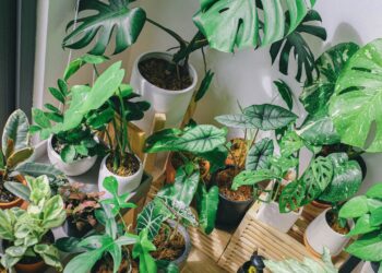 indoor plants